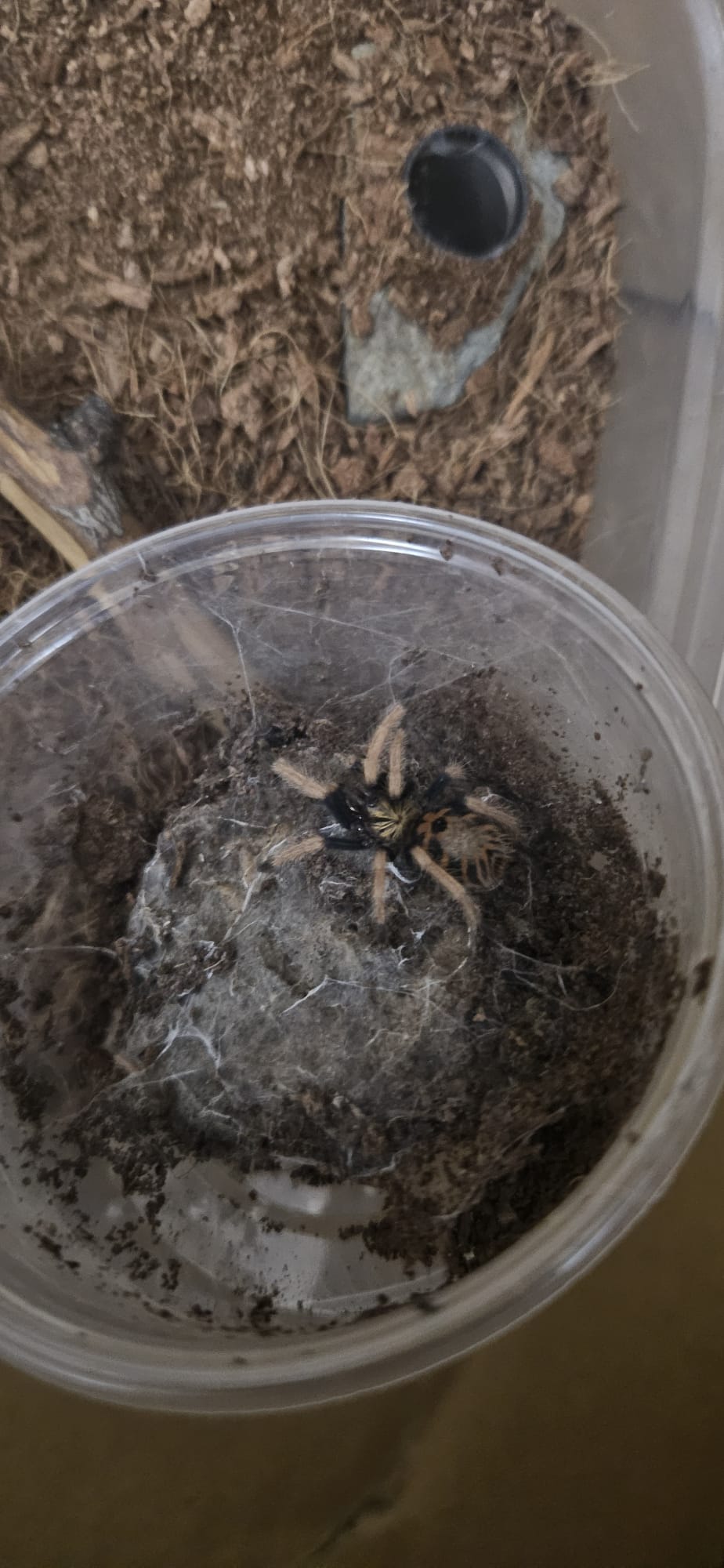 'De la un Tatuaj la Opt Picioare: Odiseea mea în Lumea Tarantulelor' de Mihai Cosca