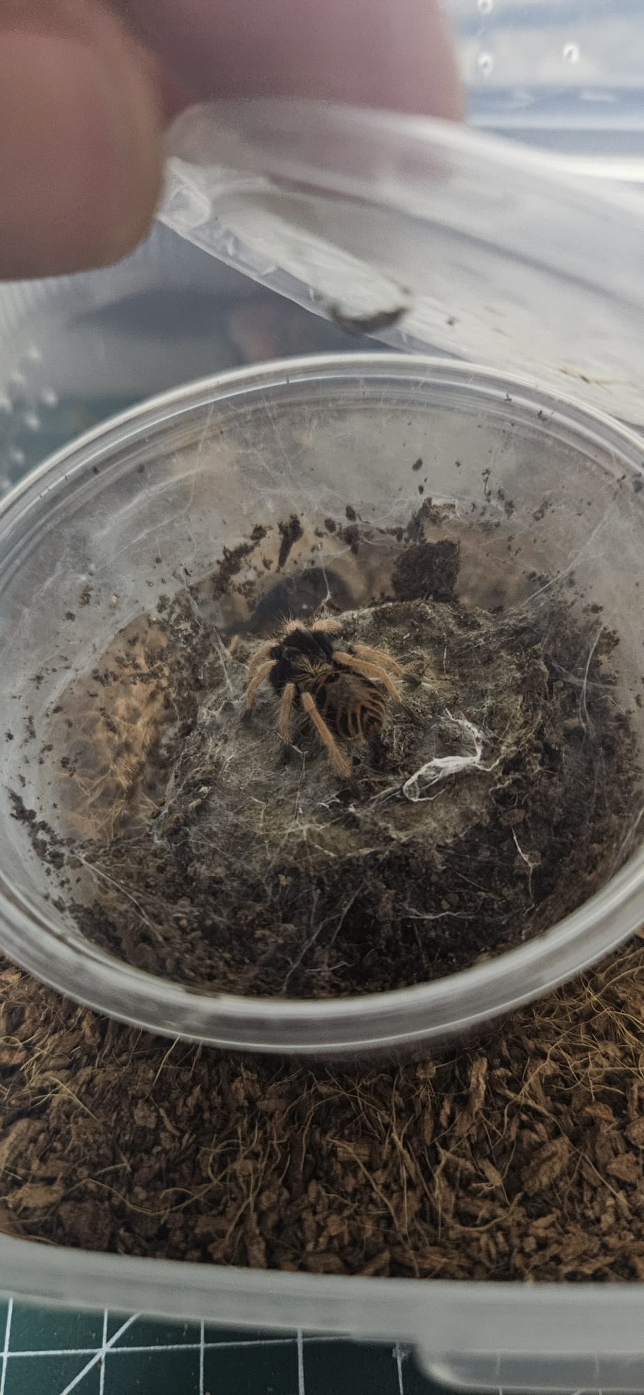 'De la un Tatuaj la Opt Picioare: Odiseea mea în Lumea Tarantulelor' de Mihai Cosca